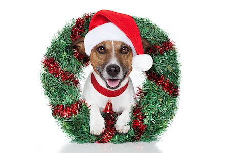 funny jack russell christmas pictures - xmas dog with funny sunglasses Stock Photo - Budget Royalty-Free & Subscription, Code: 400-07255054