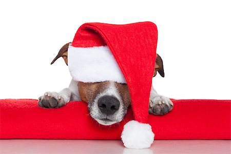 simsearch:400-07050961,k - christmas dog santa baby red hat Stock Photo - Budget Royalty-Free & Subscription, Code: 400-07255050