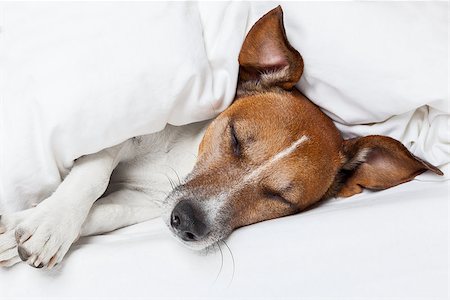 simsearch:400-08159205,k - Jack russell terrier sleeping in bed and dreaming Stock Photo - Budget Royalty-Free & Subscription, Code: 400-07255053