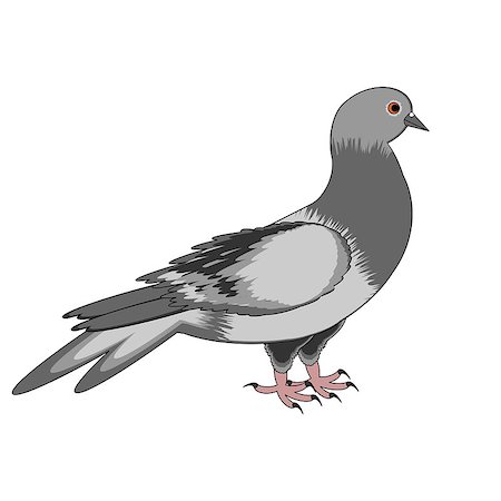 simsearch:400-03987330,k - A pigeon on a white background. Vector-art illustration Stockbilder - Microstock & Abonnement, Bildnummer: 400-07255176