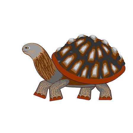 simsearch:400-08979403,k - A turtle on a white background. Vector-art illustration Foto de stock - Royalty-Free Super Valor e Assinatura, Número: 400-07255178