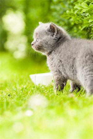 Young grey kitten lying in the garden on fresh green grass Photographie de stock - Aubaine LD & Abonnement, Code: 400-07255224