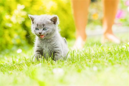 small babies in park - Young grey kitten lying in the garden on fresh green grass Photographie de stock - Aubaine LD & Abonnement, Code: 400-07255223