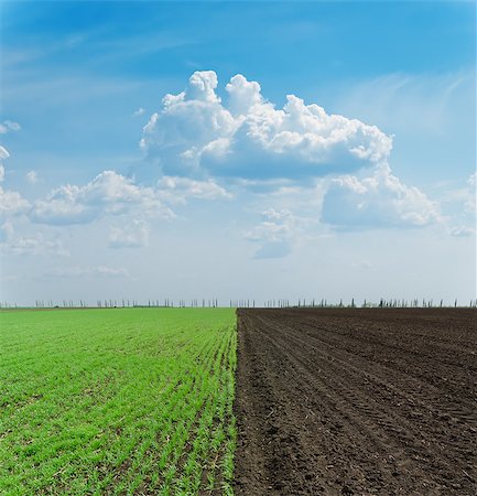 simsearch:400-07429043,k - green and black ploughed field under blue sky Foto de stock - Royalty-Free Super Valor e Assinatura, Número: 400-07255266