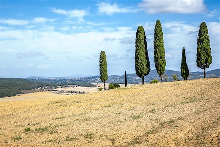 simsearch:400-07296321,k - An image of a some Tuscany Cypress Foto de stock - Super Valor sin royalties y Suscripción, Código: 400-07255281