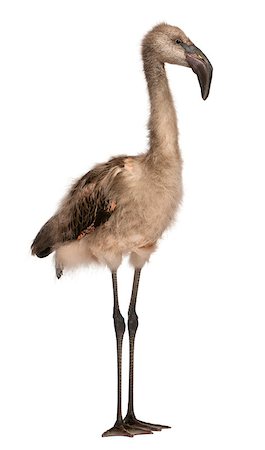 simsearch:400-07253318,k - Chilean Flamingo (Phoenicopterus chilensis) 5 months old Photographie de stock - Aubaine LD & Abonnement, Code: 400-07255707