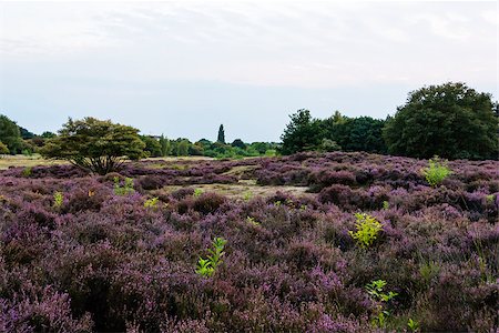 simsearch:400-05891971,k - Fields of blossoming heather Stock Photo - Budget Royalty-Free & Subscription, Code: 400-07255808