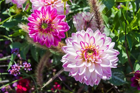 simsearch:400-04416181,k - Beautiful colorful flower garden with various flowers Fotografie stock - Microstock e Abbonamento, Codice: 400-07255817