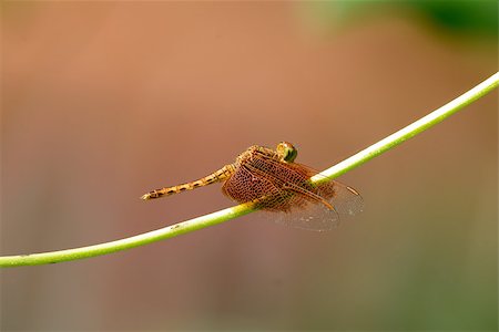 simsearch:400-08404620,k - beautiful female Fulvous Forest Skimmer (Neurothemis fulvia) in Thai forest Stock Photo - Budget Royalty-Free & Subscription, Code: 400-07256011