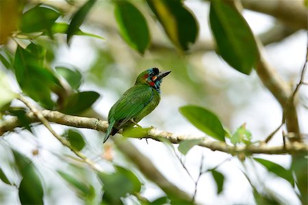 beautiful blue-eared barbet (Megalaima autralis) in fruiting tree Stock Photo - Budget Royalty-Free & Subscription, Code: 400-07256037