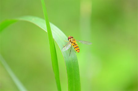 simsearch:400-08404620,k - beautiful insect standing on green grass leaf in tropical area Stock Photo - Budget Royalty-Free & Subscription, Code: 400-07256044