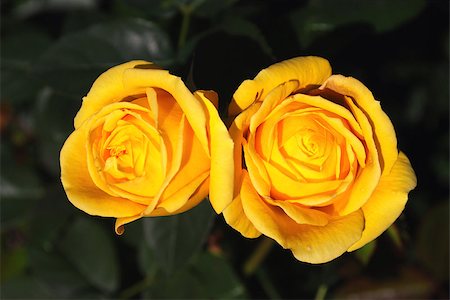 Flowers yellow rose Stock Photo - Budget Royalty-Free & Subscription, Code: 400-07256151