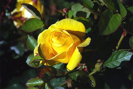 Flowers yellow rose Stock Photo - Budget Royalty-Free & Subscription, Code: 400-07256153