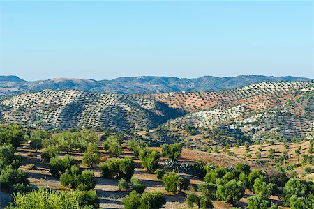 Olive Grove in the Cantabrian Mountain, Spain Stock Photo - Budget Royalty-Free & Subscription, Code: 400-07256505