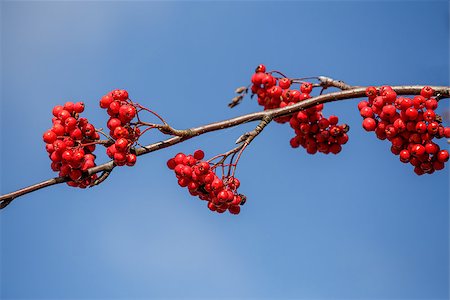 detail of Rowan Berries (Sorbus aucuparia) against of blue sky Stock Photo - Budget Royalty-Free & Subscription, Code: 400-07256654