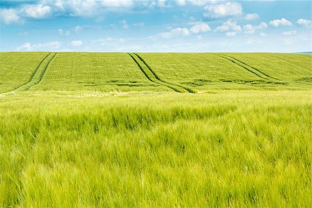 sun over farm field - Organic Green spring grains field with rails from the tractor Stock Photo - Budget Royalty-Free & Subscription, Code: 400-07256658