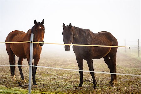 two brown horse in enclosure in early misty morning Stock Photo - Budget Royalty-Free & Subscription, Code: 400-07256694