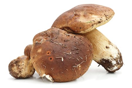 simsearch:400-07038465,k - group of porcini agaric from the forest over white background with shadows Photographie de stock - Aubaine LD & Abonnement, Code: 400-07256712