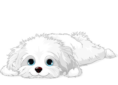 fluffy fur dog - A cute white Havanese puppy laying down Stock Photo - Budget Royalty-Free & Subscription, Code: 400-07256995