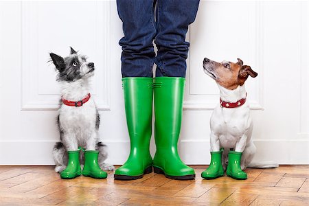 simsearch:400-06570271,k - two terrier dogs waiting to go walkies in the rain at the front door at home Stockbilder - Microstock & Abonnement, Bildnummer: 400-07257119