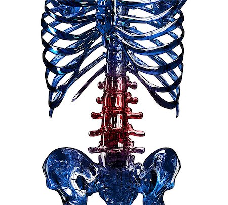 simsearch:400-08318516,k - Glass skeleton 3D concept close up of spinal and chest in pain. Isolated over white background. Stockbilder - Microstock & Abonnement, Bildnummer: 400-07257192