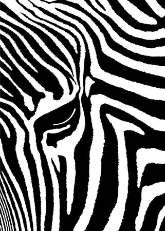 Detailed illustration leather of a zebra. Stock Photo - Budget Royalty-Free & Subscription, Code: 400-07257289