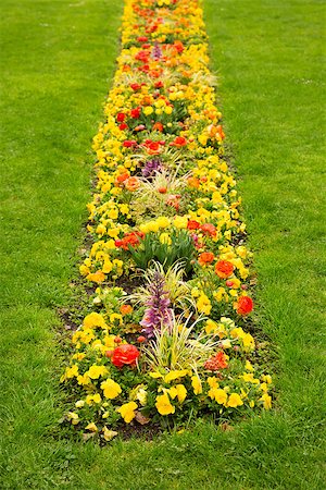 simsearch:400-04416181,k - blossom flowerbed in the lawn Fotografie stock - Microstock e Abbonamento, Codice: 400-07257477