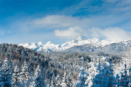 simsearch:862-06826182,k - Julian alps with Triglav in the winter, snow-covered spruce forest in the foreground. Foto de stock - Super Valor sin royalties y Suscripción, Código: 400-07257761