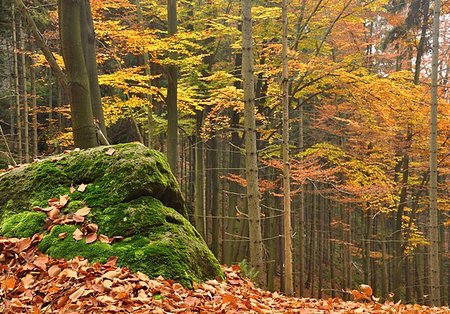 simsearch:400-07255480,k - Autumn forest with colorful falling leaves and way Stock Photo - Budget Royalty-Free & Subscription, Code: 400-07257807