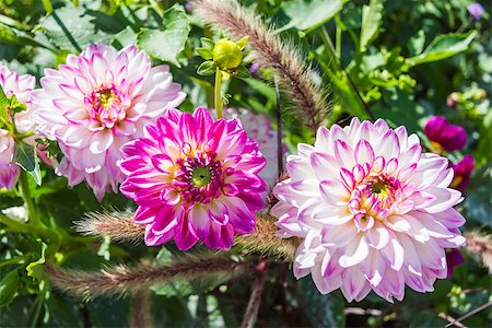 Beautiful colorful flower garden with various flowers Stockbilder - Microstock & Abonnement, Bildnummer: 400-07257922