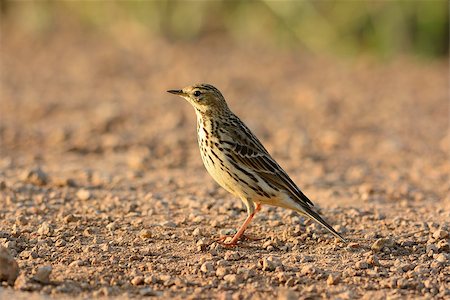 beautiful immature Red-throated Pipit (Anthus cervinus) on ground Stock Photo - Budget Royalty-Free & Subscription, Code: 400-07258699