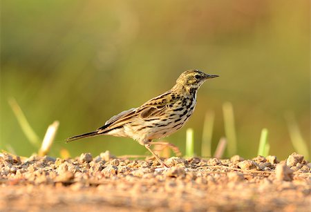 beautiful Rosy Pipit (Anthus roseatus) on ground Stock Photo - Budget Royalty-Free & Subscription, Code: 400-07258693