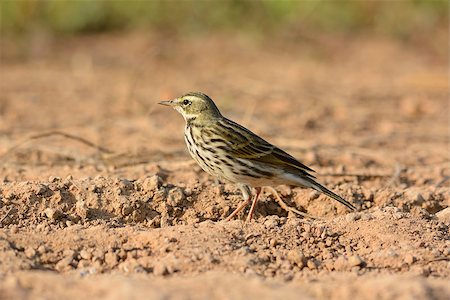 beautiful Rosy Pipit (Anthus roseatus) on ground Stock Photo - Budget Royalty-Free & Subscription, Code: 400-07258709