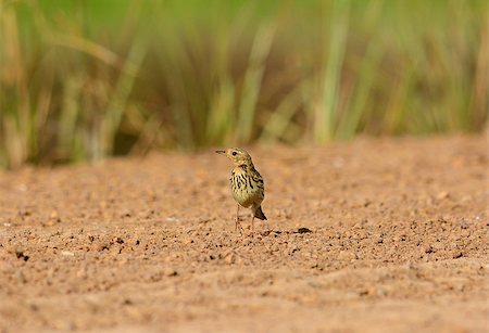 beautiful male Red-throated Pipit (Anthus cervinus) on ground Stock Photo - Budget Royalty-Free & Subscription, Code: 400-07258717