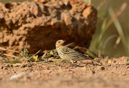beautiful male Red-throated Pipit (Anthus cervinus) on ground Stock Photo - Budget Royalty-Free & Subscription, Code: 400-07258718