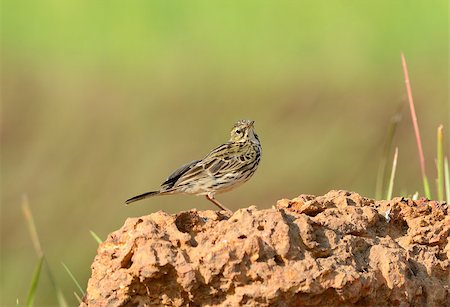 beautiful Rosy Pipit (Anthus roseatus) standing on the rock Stock Photo - Budget Royalty-Free & Subscription, Code: 400-07258712