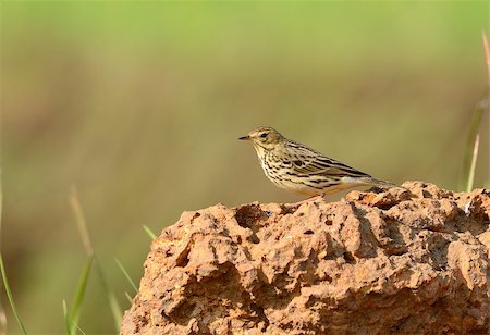 beautiful immature Red-throated Pipit (Anthus cervinus) standing on the rock Stock Photo - Budget Royalty-Free & Subscription, Code: 400-07258722