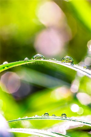 simsearch:400-07258772,k - Green grass with dew drops in sunshine. Stock Photo - Budget Royalty-Free & Subscription, Code: 400-07258772