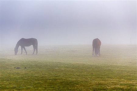 two brown horse in enclosure in early misty morning Stock Photo - Budget Royalty-Free & Subscription, Code: 400-07259576