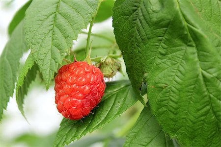 Detail of growing raspberrys in hydroponic plantation Stock Photo - Budget Royalty-Free & Subscription, Code: 400-07259697