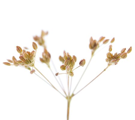 fresh plant of unripe cumin on white background Stock Photo - Budget Royalty-Free & Subscription, Code: 400-07259724