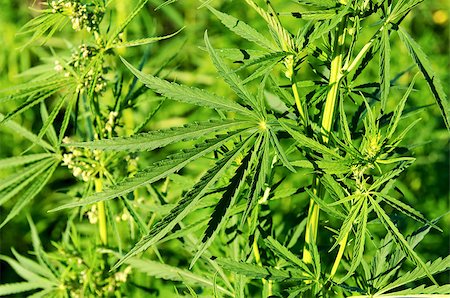 green cannabis plants Stockbilder - Microstock & Abonnement, Bildnummer: 400-07259734