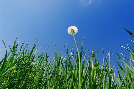 old dandelion in green grass field and blue sky Stockbilder - Microstock & Abonnement, Bildnummer: 400-07259731