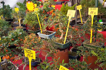 Many different type of bonsais for sale at a market stall Stock Photo - Budget Royalty-Free & Subscription, Code: 400-07250026