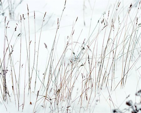 simsearch:400-05359143,k - Dry grass in snow as a texture Photographie de stock - Aubaine LD & Abonnement, Code: 400-07250064