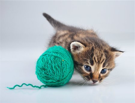 Little kitten playing with a lball . Studio shot. Photographie de stock - Aubaine LD & Abonnement, Code: 400-07250068