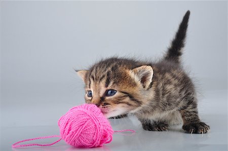 simsearch:400-07293083,k - Little kitten playing with a woolball . Studio shot. Photographie de stock - Aubaine LD & Abonnement, Code: 400-07250069