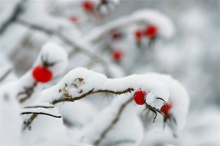 rosehip berries covered with snow Stock Photo - Budget Royalty-Free & Subscription, Code: 400-07250063