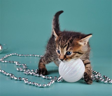 Cute little kitten playing with white Christmas ball . Studio shot. Photographie de stock - Aubaine LD & Abonnement, Code: 400-07250075