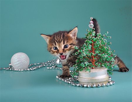 simsearch:400-06568725,k - Small  kitten against Christmas tree . Studio shot. Photographie de stock - Aubaine LD & Abonnement, Code: 400-07250076